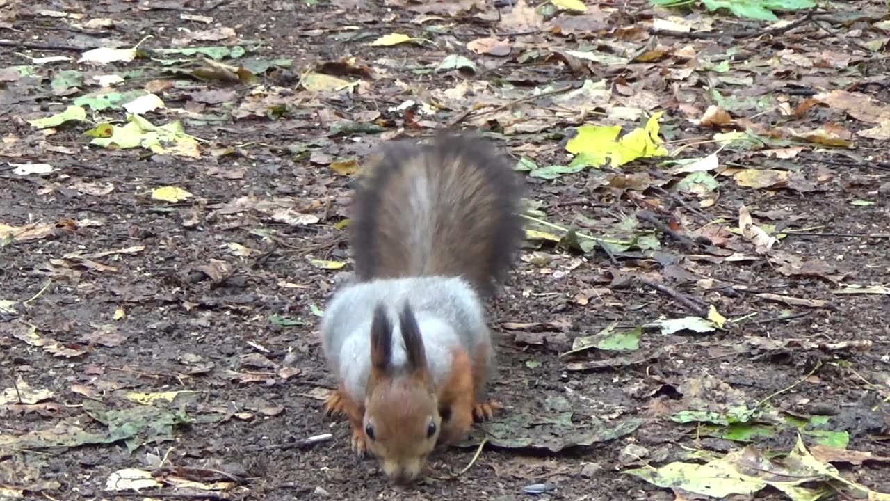 Adorable Squirrel: How She Nibbles Seeds with Her Tiny Paws!