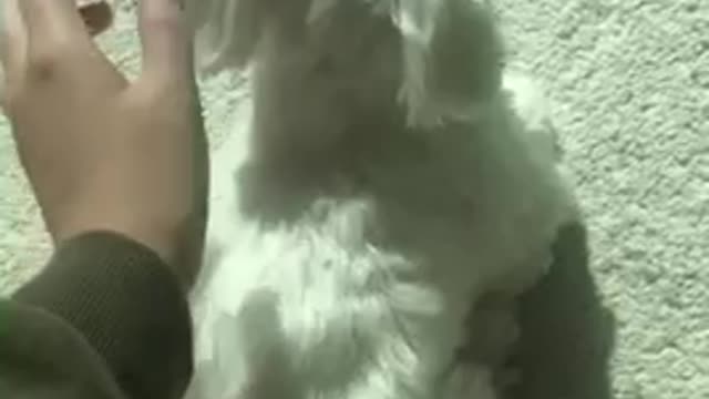 petting a cute puppy