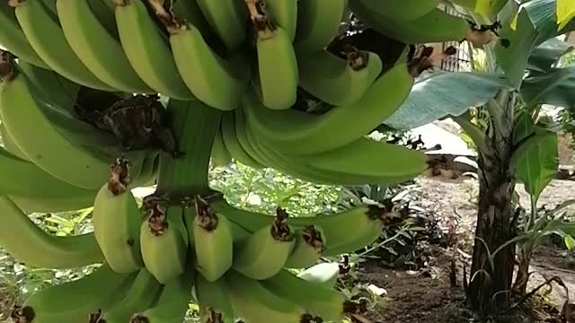 Banana Tree in the garden