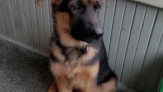 GSD Jake 14.5 weeks