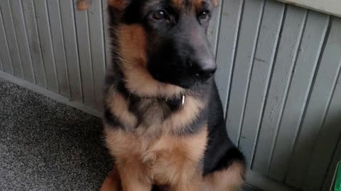 GSD Jake 14.5 weeks