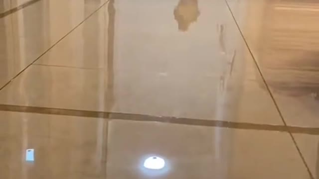 The cat flying when chasing the ball