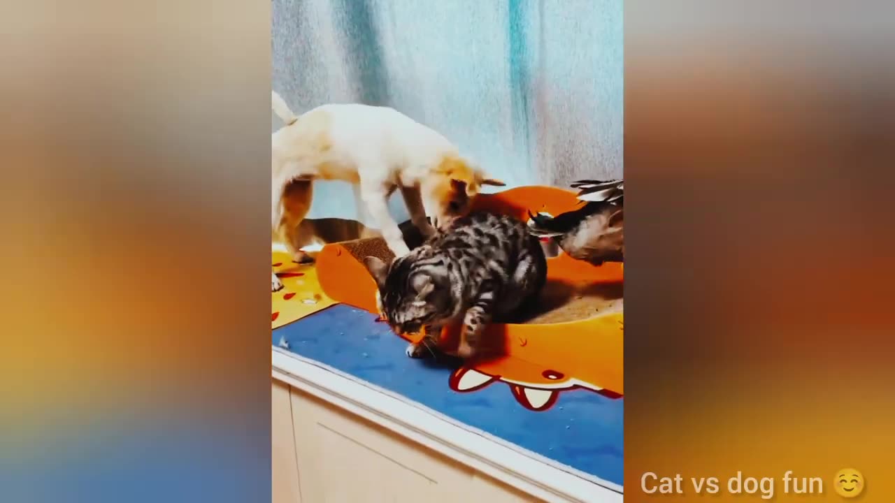 Funny cats videos🥰🐈🤣