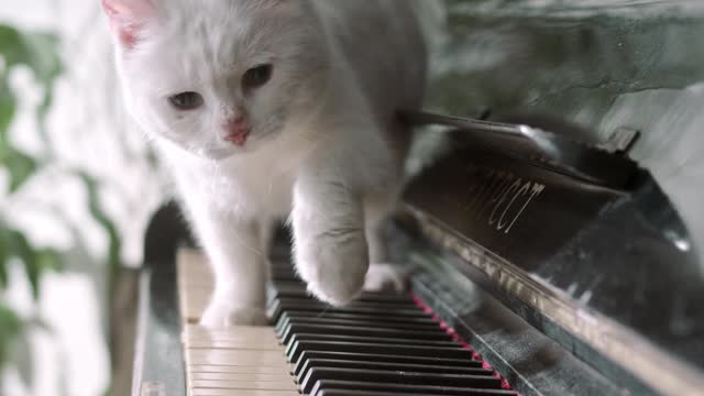 cute cat dancing with piano