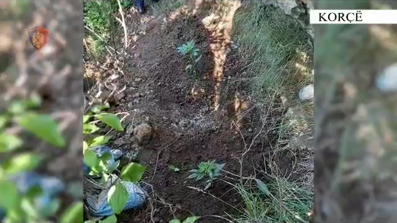 Kanabis dhe armë gjahu në banesë/ Arrestohen 3 persona në Korçë