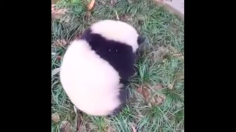 Cute Panda