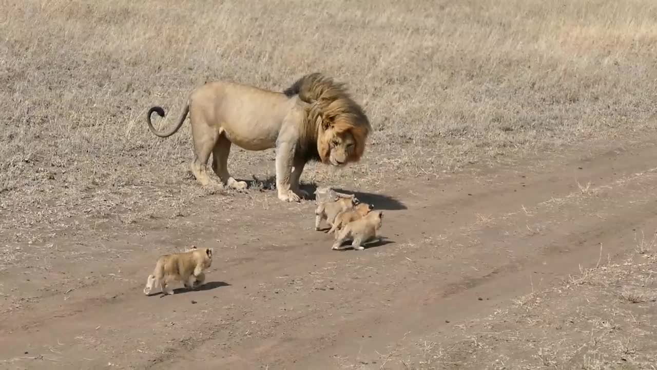 Lion dad tries to ditch his kids video