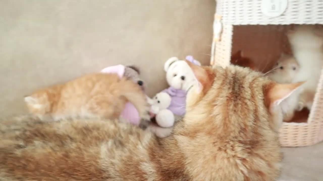 Mom Cat playing and talking to her Cute Meowing baby Kittens