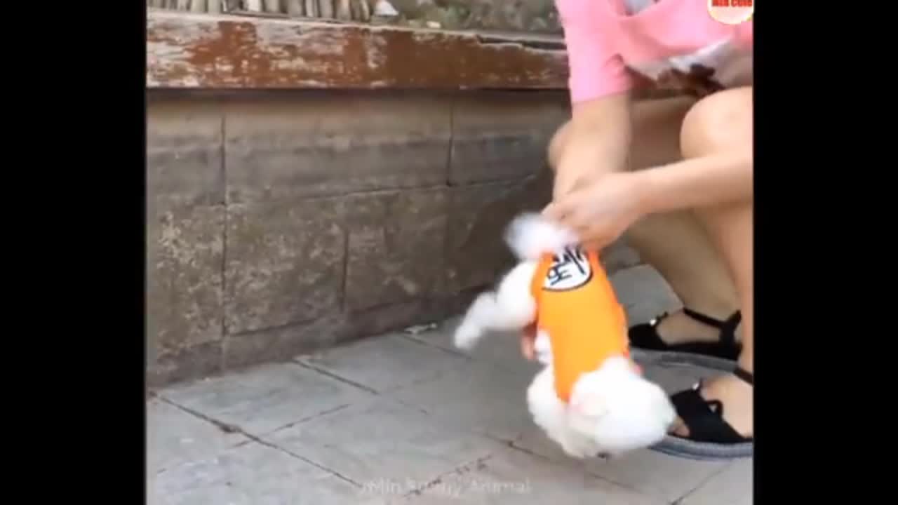 Animal's funny videos