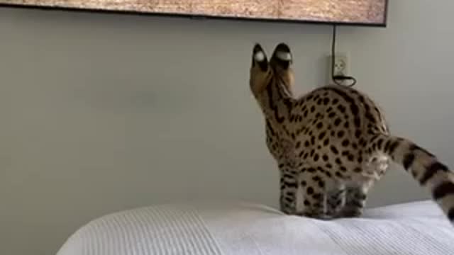 Young Hunter 🐯