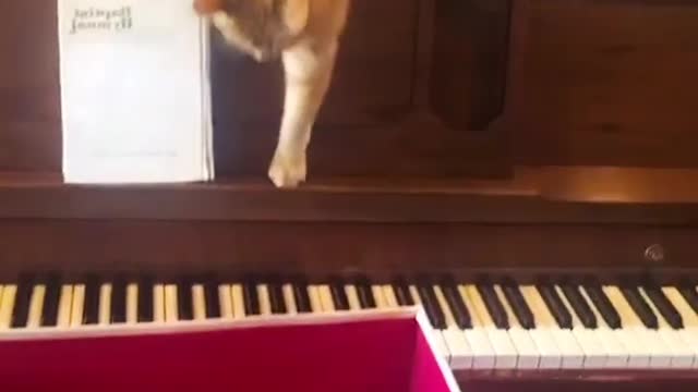 Funny Cat funny cats and dogs