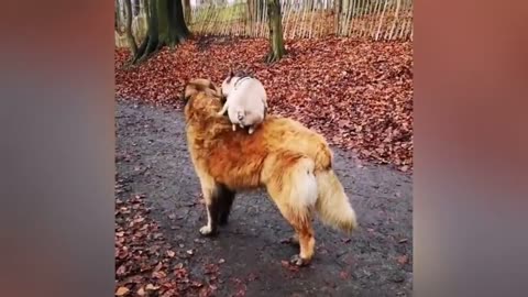 Relationship bitween animals. It is so cute