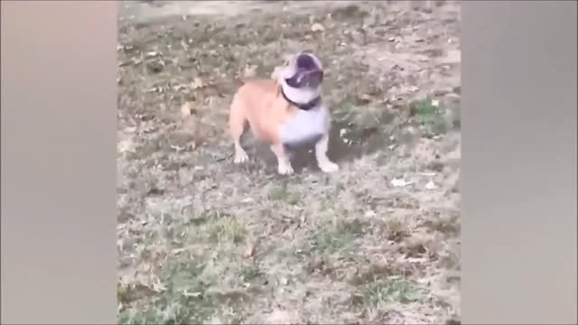 Dogs Fails Compilation 2022 | Try not to laugh | cute and funny Dogs...