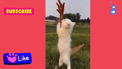 Funny Animal Videos - Awesome Funny Pet Animals | Cute Animals | Super Funny Dog Videos #short video