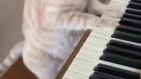 Cat singing piano playing