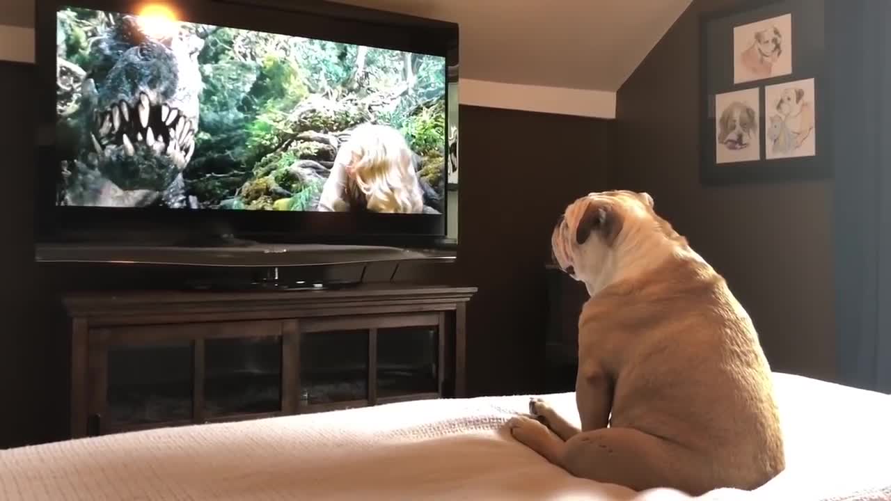 Bulldog incredible reaction to actress in trouble