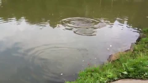 A pond with jumping carps.