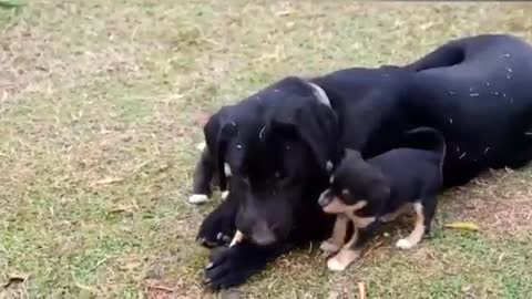 Por favor cenas fortes de cães