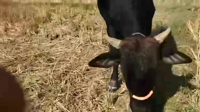 My sweet cow