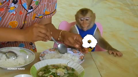 Monkey hungry