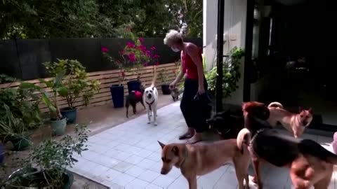 Pets left behind as owners flee Hong Kong