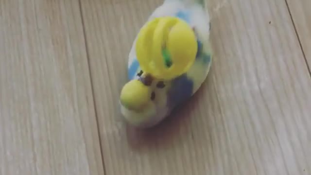 Parrot plays with his ball like a pro!