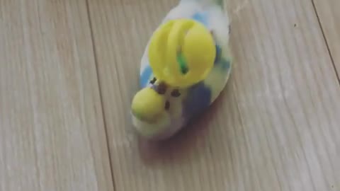 Parrot plays with his ball like a pro!