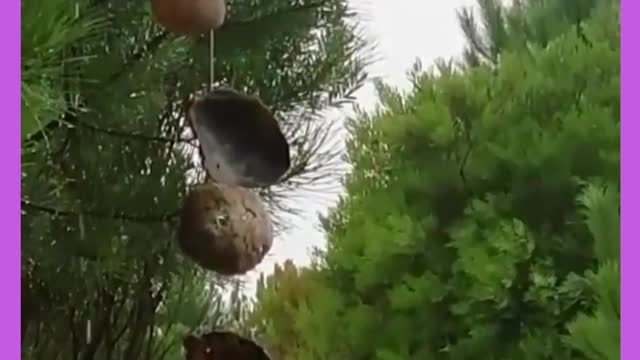 beautiful birds decorating nature