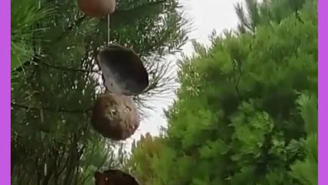 beautiful birds decorating nature