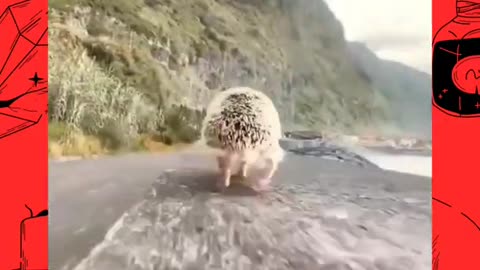 Cute little hedgehog111