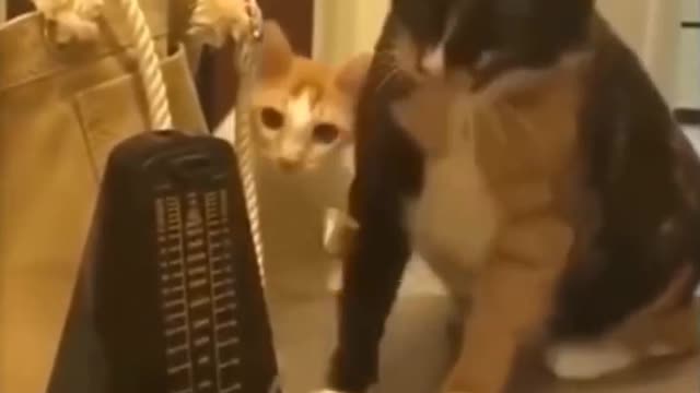 Crazy Cats Scared of Random Things