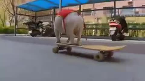 Skatedog 20