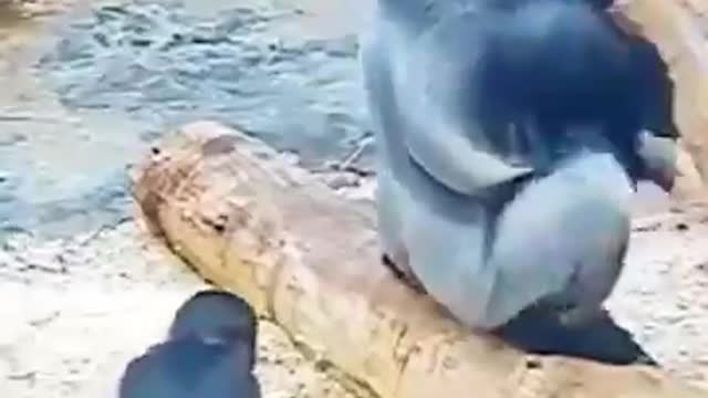 Little gorilla play