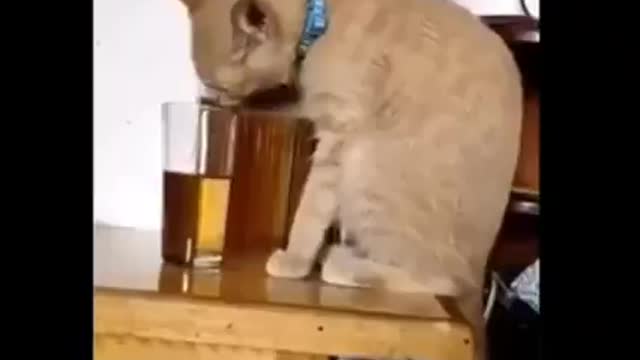 Drunken Cat - Funny Animal Video - 😂😂Don't try to hold back laughter 😂