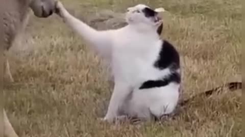 Funny cats&dog Hilarious cat and dog moments Cats and dogs funny videos|funny animal| try not laugh