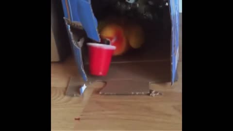 vibraite parrot