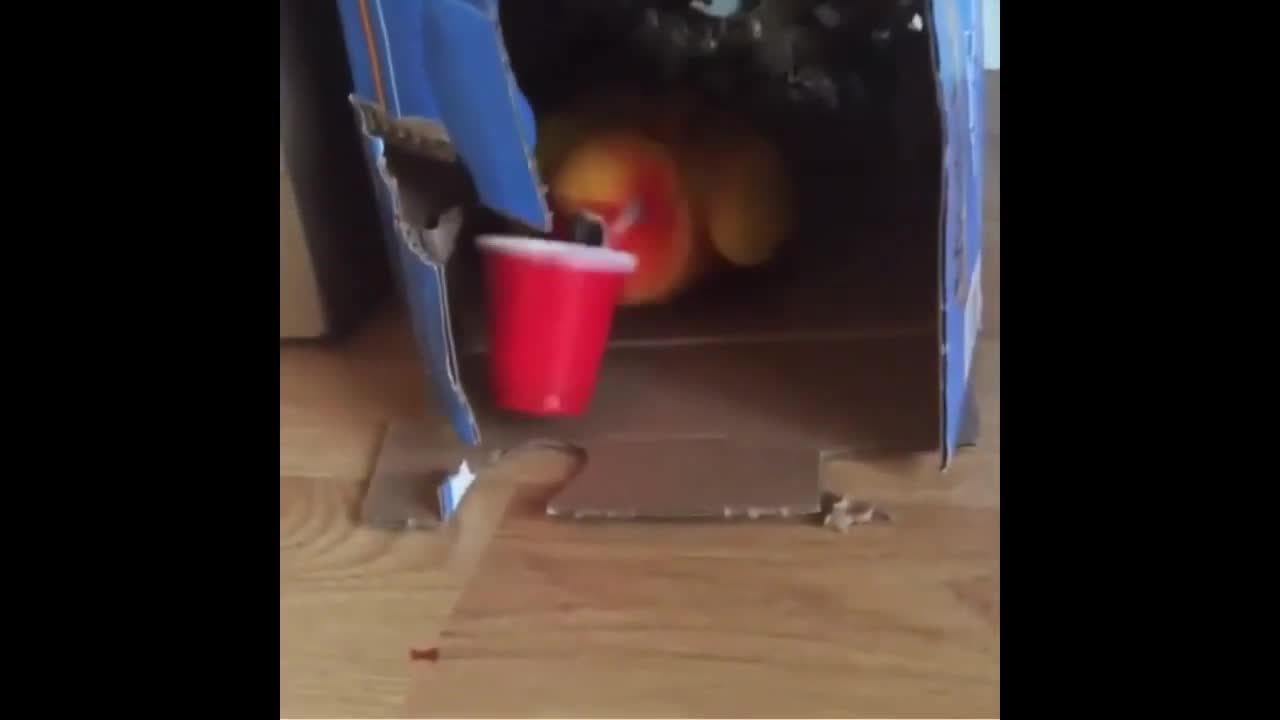 vibraite parrot