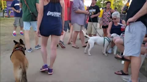 6 month old Belgian Malinois, Dakota! Boarding and Training | Best Dog Training