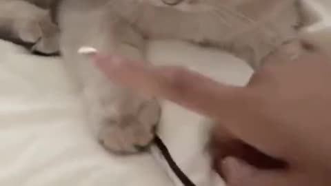 Cat's Quick Reaction #shorts #viral #shortsvideo #