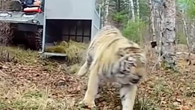 Siberian Tiger 🐯 Released - By canale🔥🔥