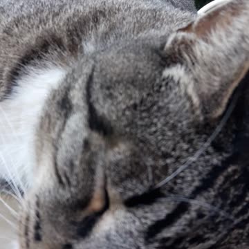 Gabriel The Lion Cat