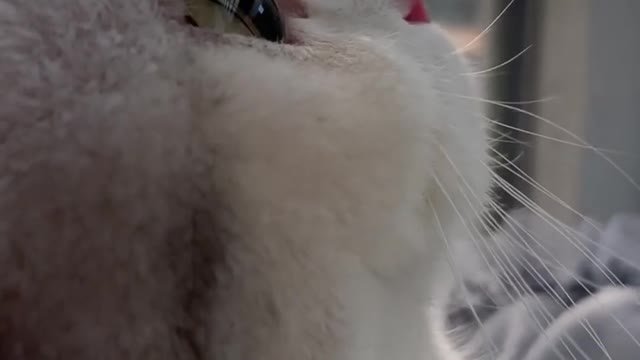 cute Cat
