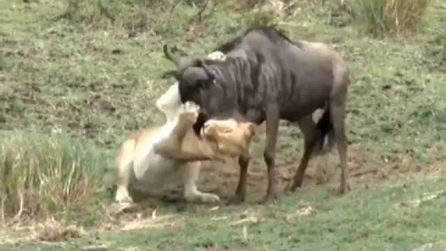 2022/07/21 18/26/23A lion captured a wildebeest, accident happened next second