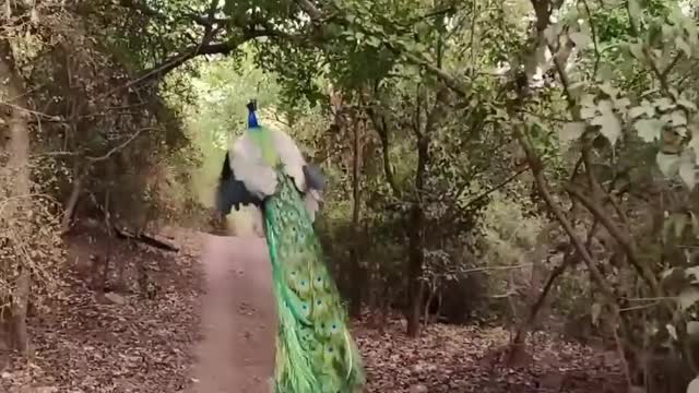 One of the best morning vibes| the beauty of a peacock|Alizafar