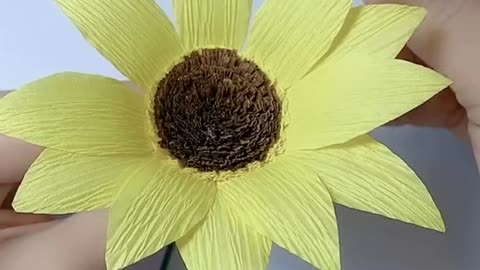 Sunflower follows the sun all its life, creative DIY