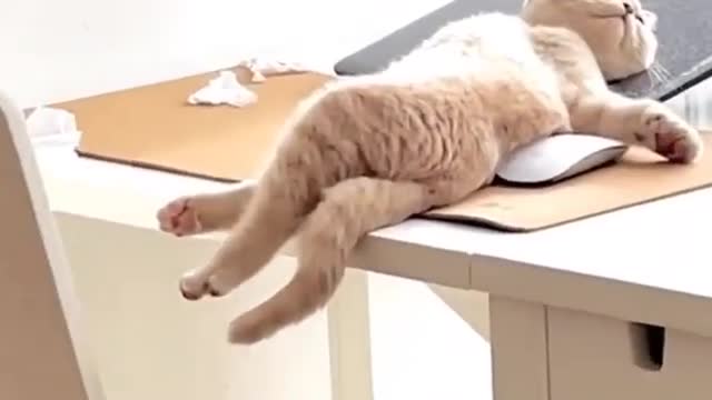 Cat chilling sleeping on laptop