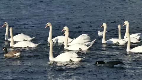 Nature Outdoor Beauty I Beauty Of Birds