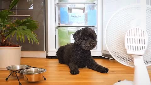 Dog blowing fan