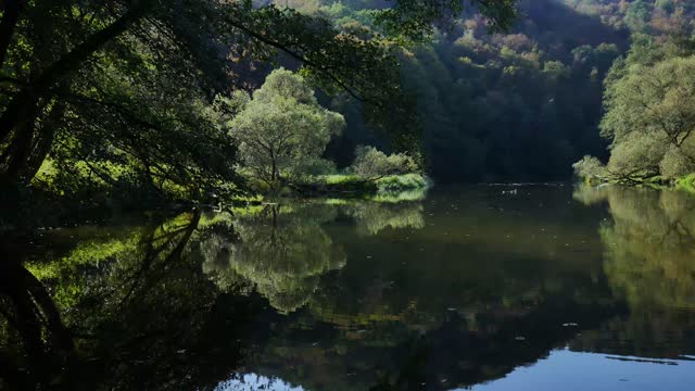 River Flowing in a Forest Valley in Summer