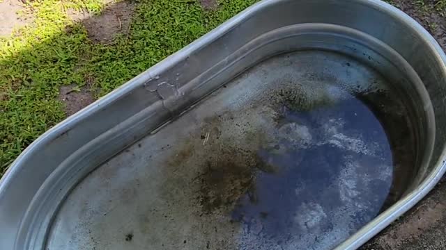 Theo playing in a water through and we get visited by a huge swallowtail butterfly